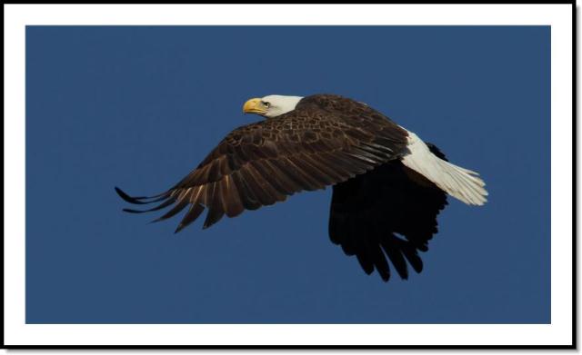 Bald Eagle
