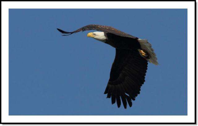 Bald Eagle