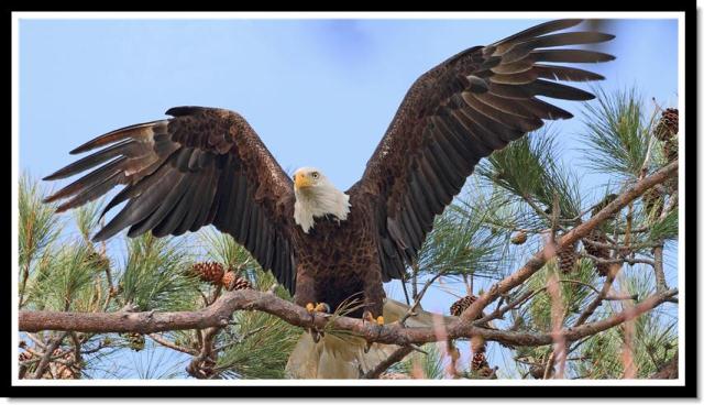 Bald Eagle