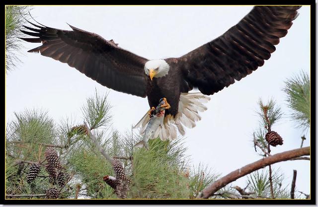 Bald Eagle
