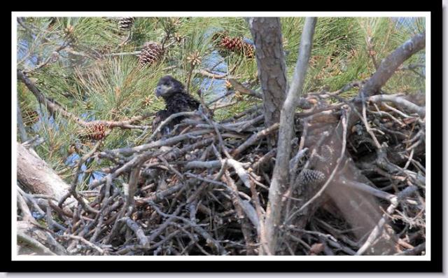 Bald Eaglet