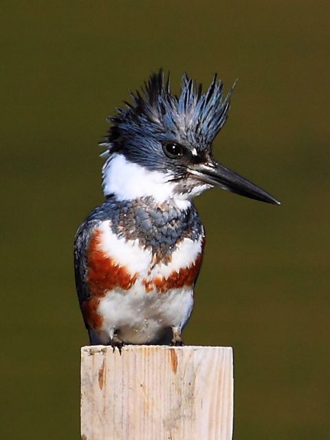 Belted Kingfisher