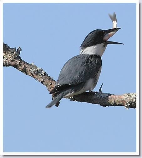 Belted Kingfisher