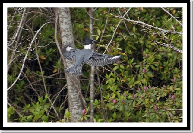 Belted Kingfisher