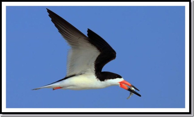 Black Skimmer