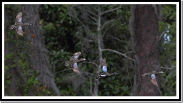 Blue-winged Teal