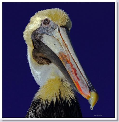 Brown Pelican