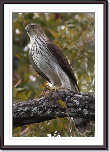 Cooper's Hawk