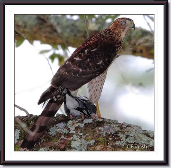 Cooper's Hawk