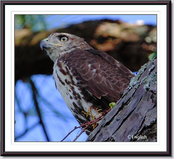 Cooper's Hawk