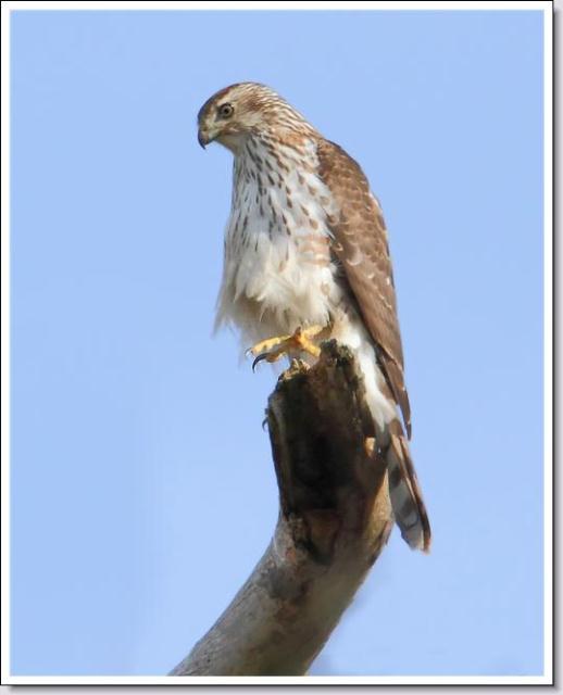 Cooper's Hawk