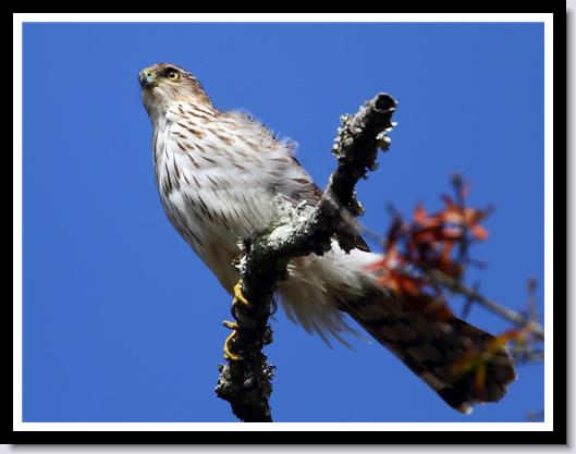 Cooper's Hawk