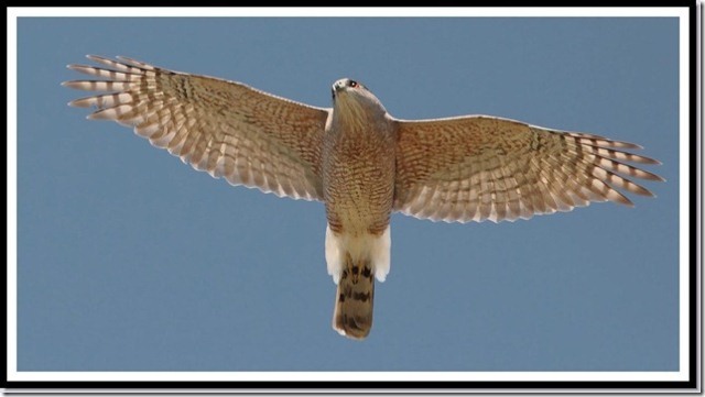 Cooper's Hawk