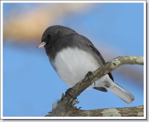 Dark-eyed Junco