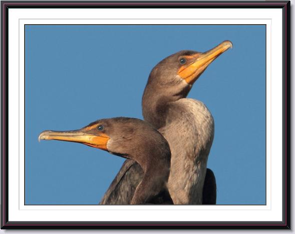 Double-crested Cormorants