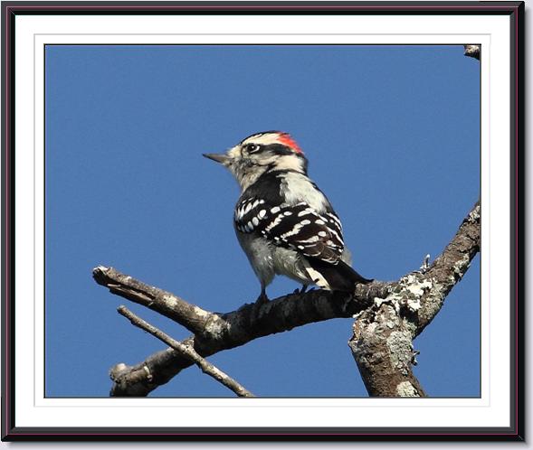 Downy Woodpecker