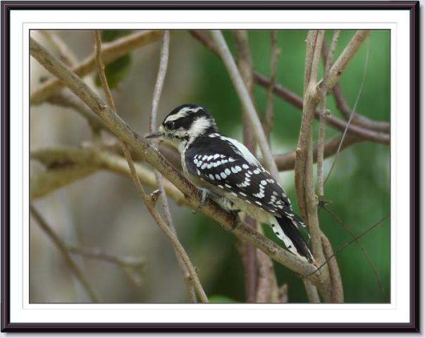 Downy Woodpecker