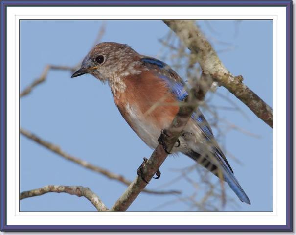 Eastern Bluebirds