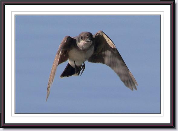 Eastern Kingbird