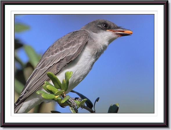 Eastern Kingbird