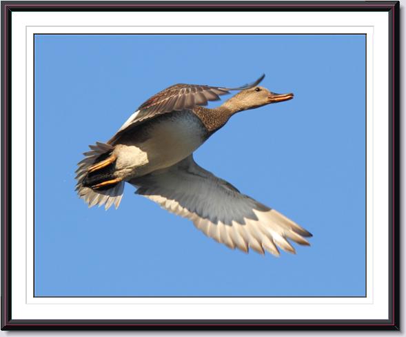 Gadwall