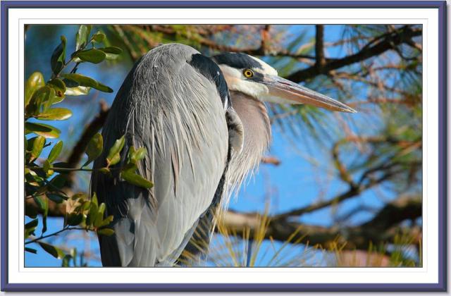 Great Blue Heron