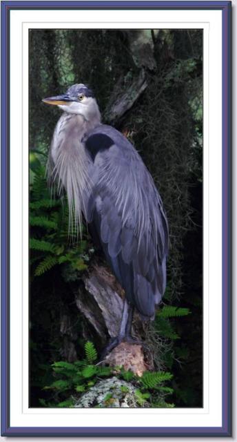 Great Blue Herons