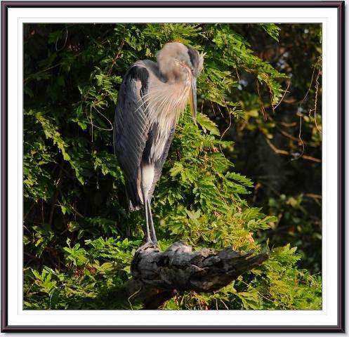 Great Blue Herons