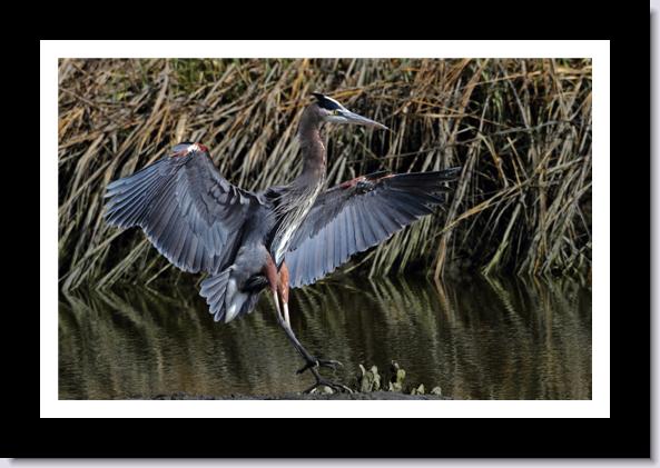 Great Blue Heron