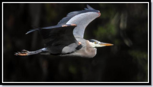 Great Blue Heron