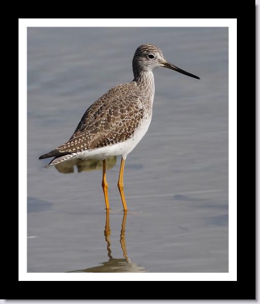 Greater Yellowlegs