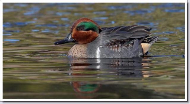 Green-winged Teal