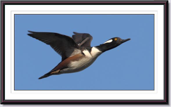 Hooded Merganser