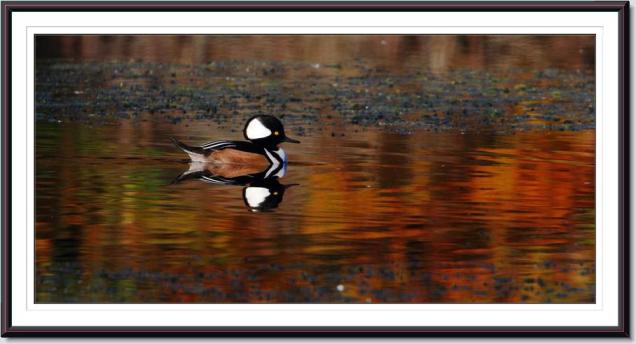 Hooded Merganser