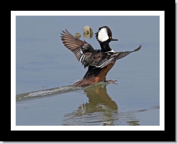 Hooded Merganser