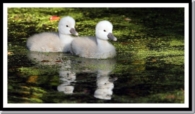 Mute Swan