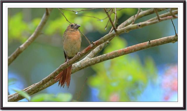Northern Cardinal