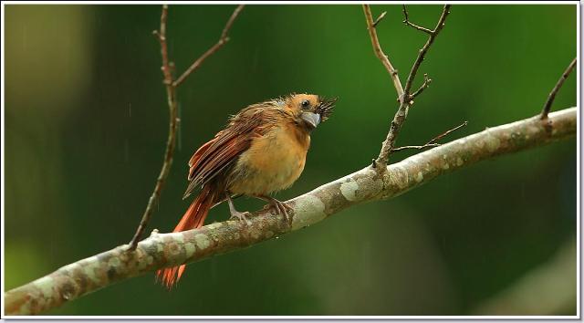 Northern Cardinal