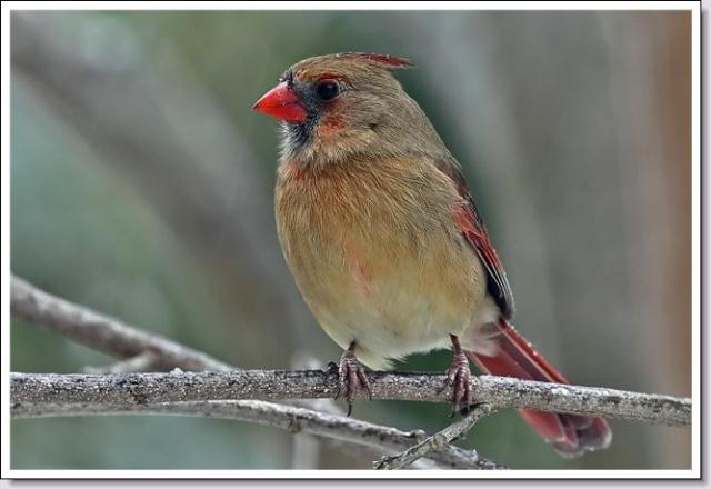 Northern Cardinals