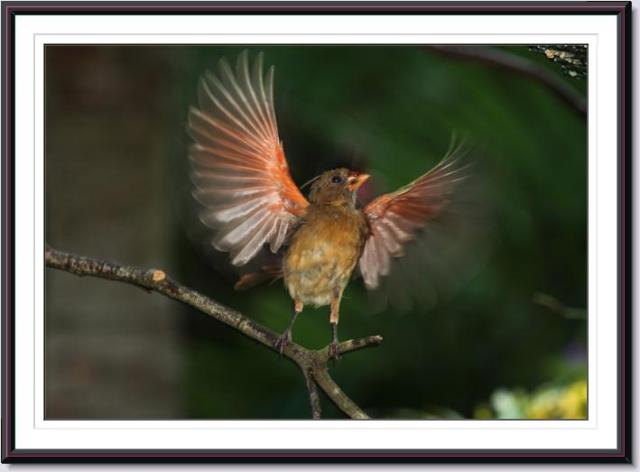 Northern Cardinal