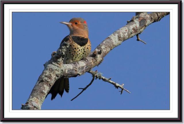 Northern Flicker