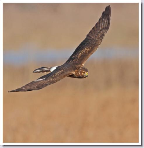 Northern Harrier