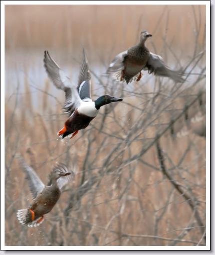 Northern Shovelers