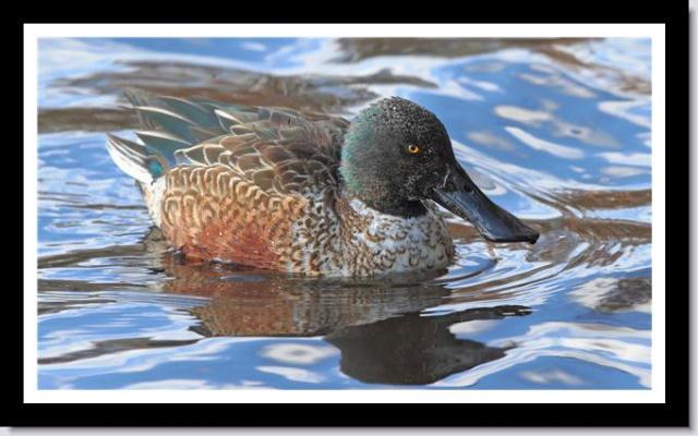Northern Shoveler
