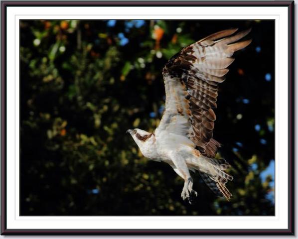 Osprey