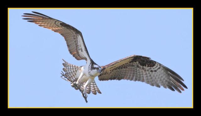Osprey