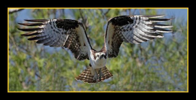 Osprey