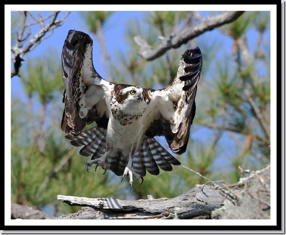 Osprey