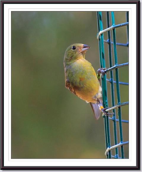 Painted Buntings