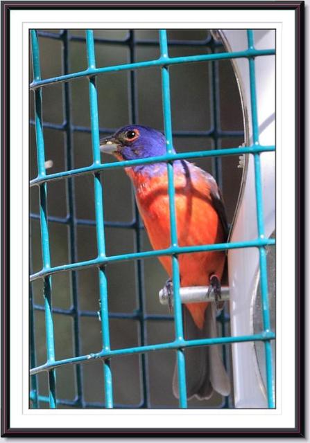 Painted Buntings